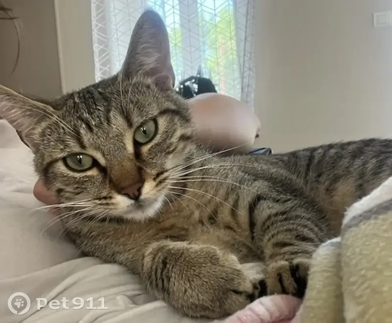 Chat tigré 1 an disparu au Vernet (03200) - photo