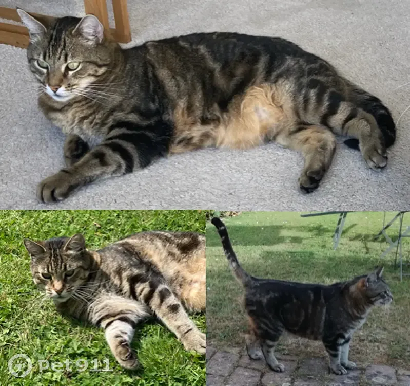 Chat européen gris tigré perdu, Petit-Caux - photo