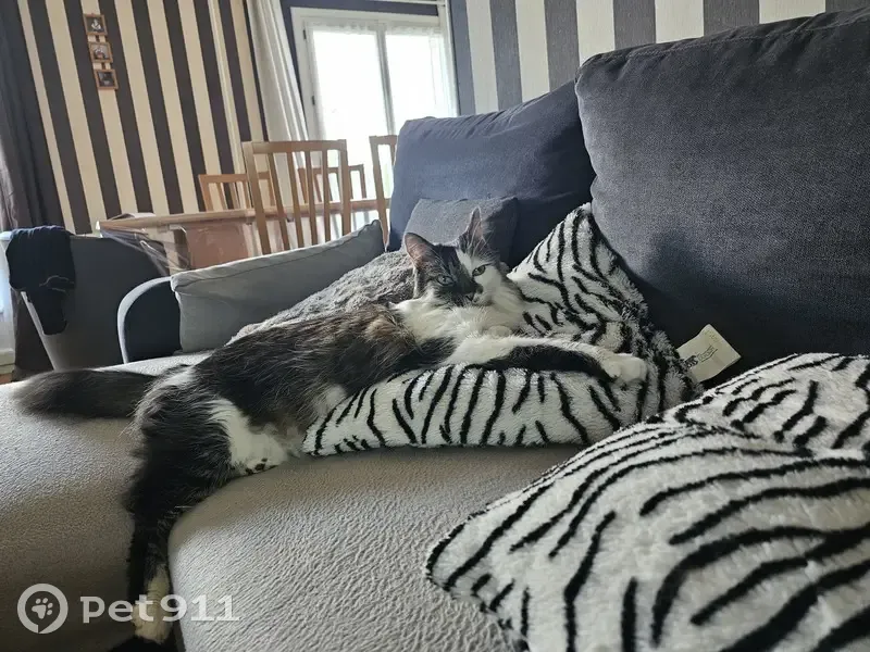 Chat mâle castré et pucé disparu à Chartres - photo