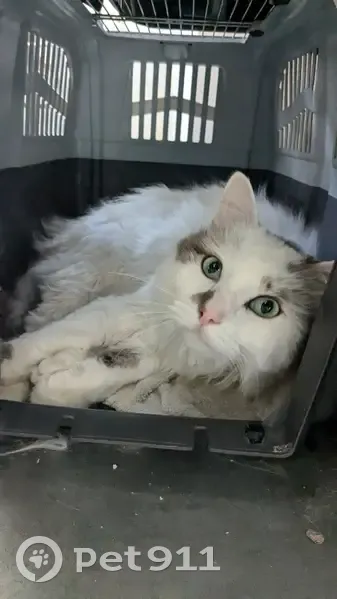 Chat perdu : mâle castré, blanc et gris, peureux - photo