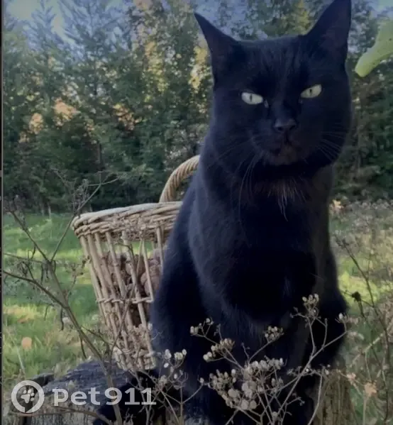 Chat noir Hops disparu à Roncq - photo