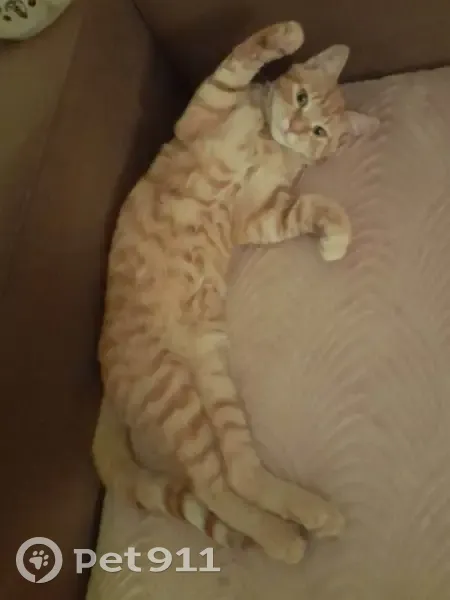 Chat mâle roux clair perdu à Fismes - photo
