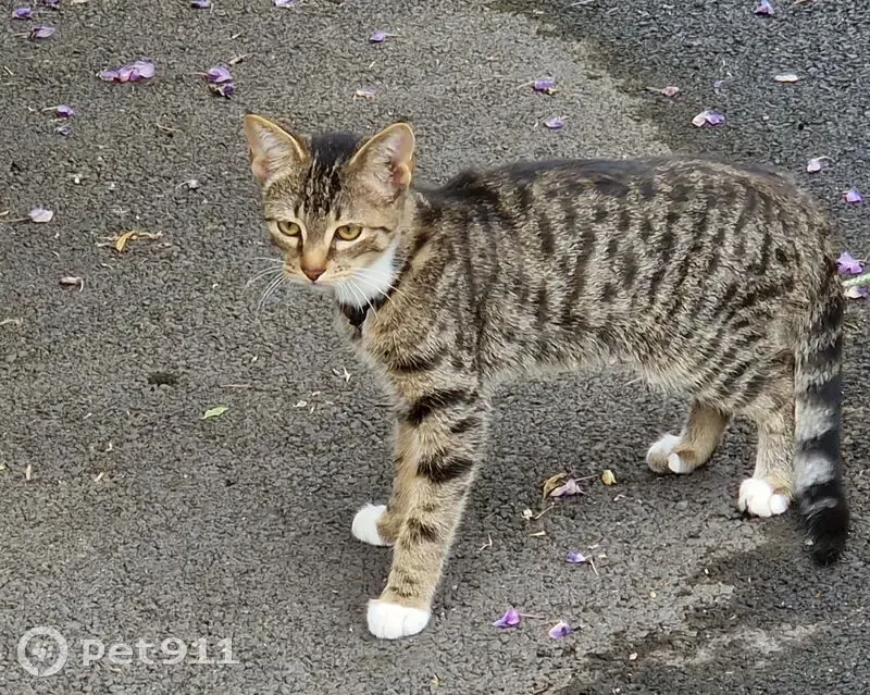 Chaton noir gris marron trouvé Rue des Sources - photo