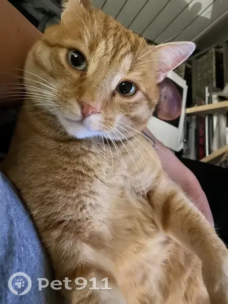 Chat disparu : 6 ans, 6,5 kg, Hauteroche - photo