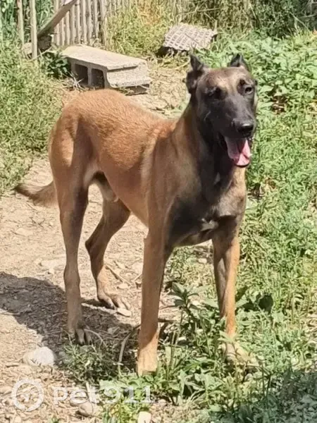 Chien perdu: Malinois 3 ans, peureux, Sonnay - photo