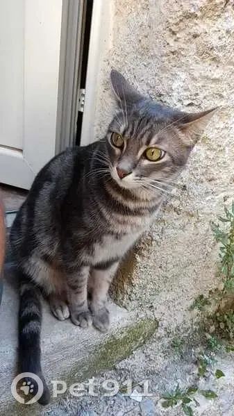 Tigrou, chat tigré gris disparu - photo