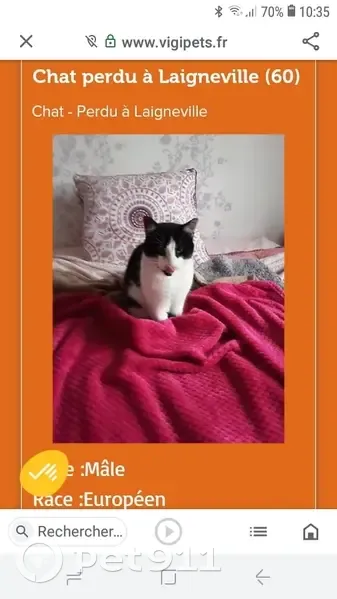 Chat européen 6 ans perdu à Laigneville - photo