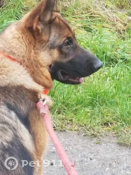 Berger allemand femelle perdue à Dieppe-sous-Douaumont - photo