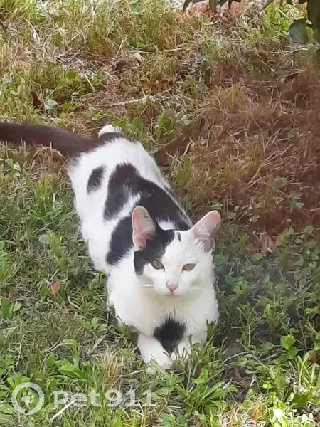 Chatte européenne 1 an disparue à Brest - photo