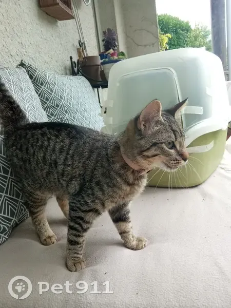 Chaton tigré gris trouvé à Orvault - photo