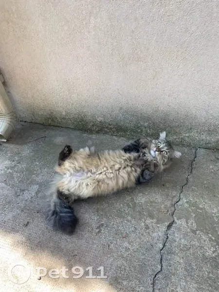 Chatte européenne trouvée à Mauguio - photo