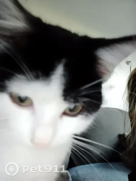Chatte 1 an stérilisée disparue à Tancarville - photo