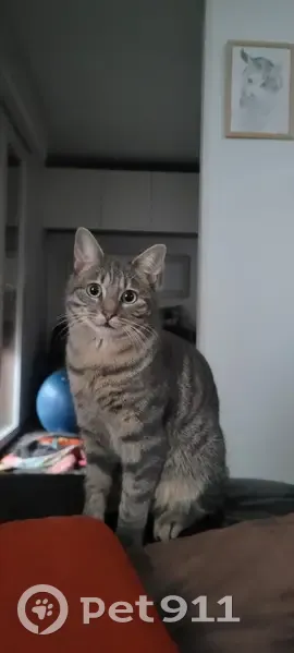 Chat perdu : Floky tigré gris/beige, puce - photo