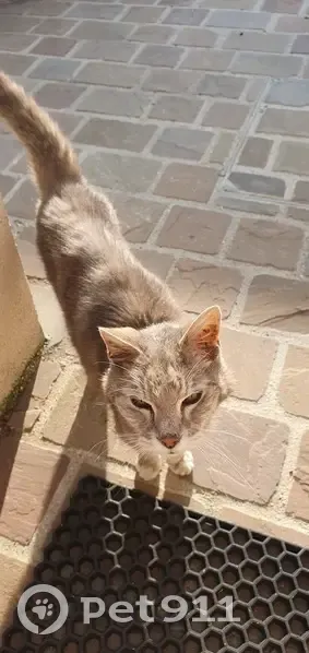 Chat tigré gris et blanc trouvé amaigri Rue Deschamps - photo