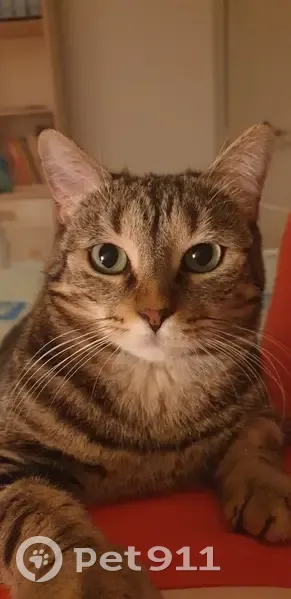 Chatte tigrée peureuse disparue à Brienne - photo