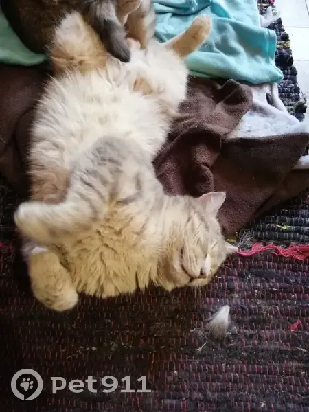 Chat mâle gris perdu à Valdallière - photo