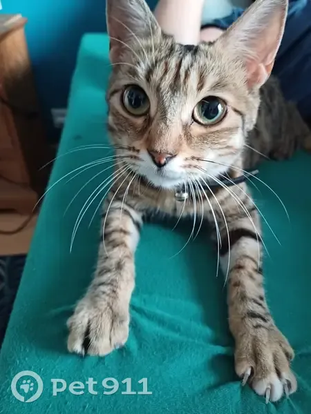 Petite chatte tigrée trouvée à Gentilly - photo