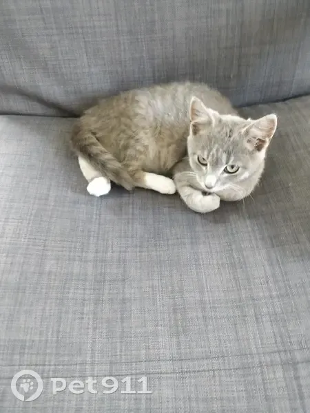Chat trouvé, 3 mois, affamé, Rue de Rennes - photo