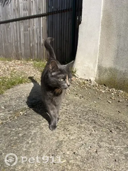 Chatte Nanou disparue à Saulx-les-Chartreux - photo