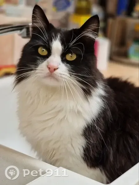 Chatte blanche et noire disparue à Tourcoing - photo