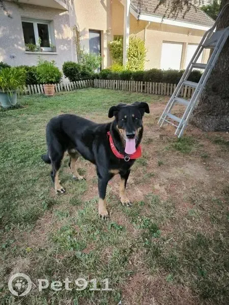 Chien trouvé sur Route de la Buisse, 414 - photo