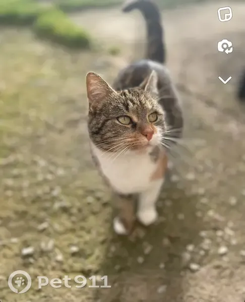 Chatte disparue rue Nelson Mandela, Giberville - photo
