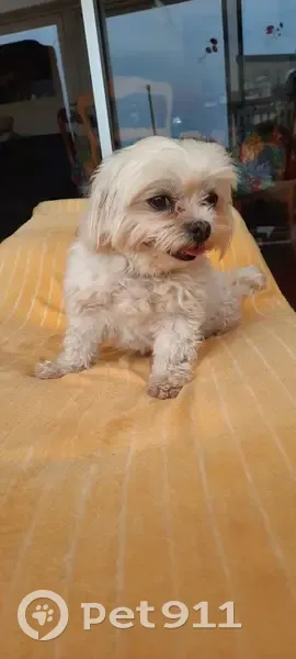 Petit bichon mâle trouvé à Pirou Plage - photo