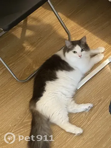 Chat trouvé à Ronchin, femelle non pucée - photo