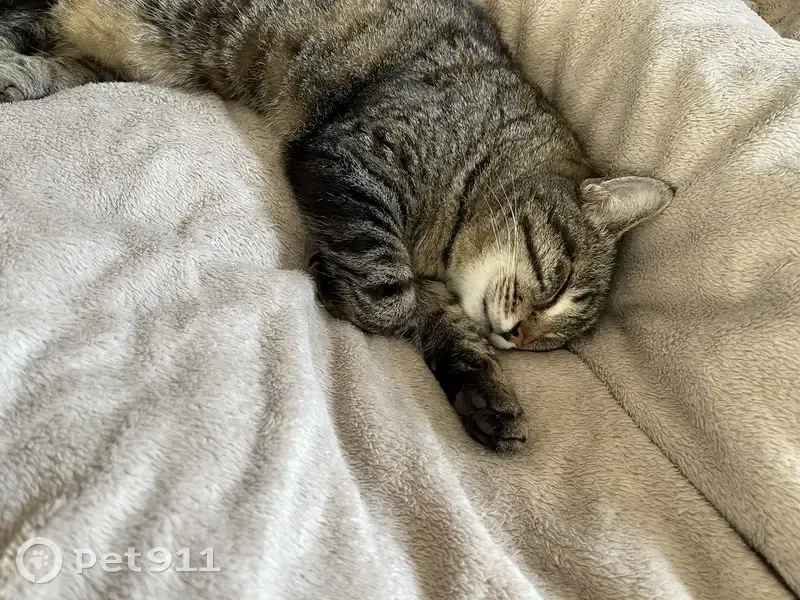 Chat européen gris perdu à Cagnes-sur-Mer - photo