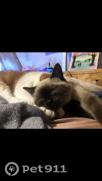 Chat siamois 10 mois disparu à Ploemeur - photo