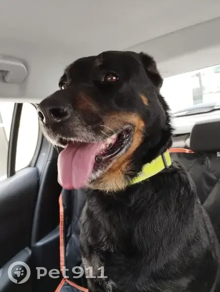 Beauceron femelle noire et feu trouvée 44 - photo
