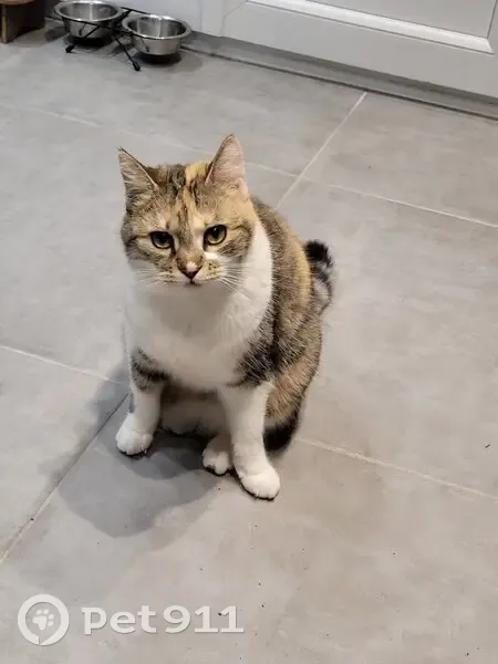 Chatte tricolore 2 ans disparue à Graye-sur-Mer - photo
