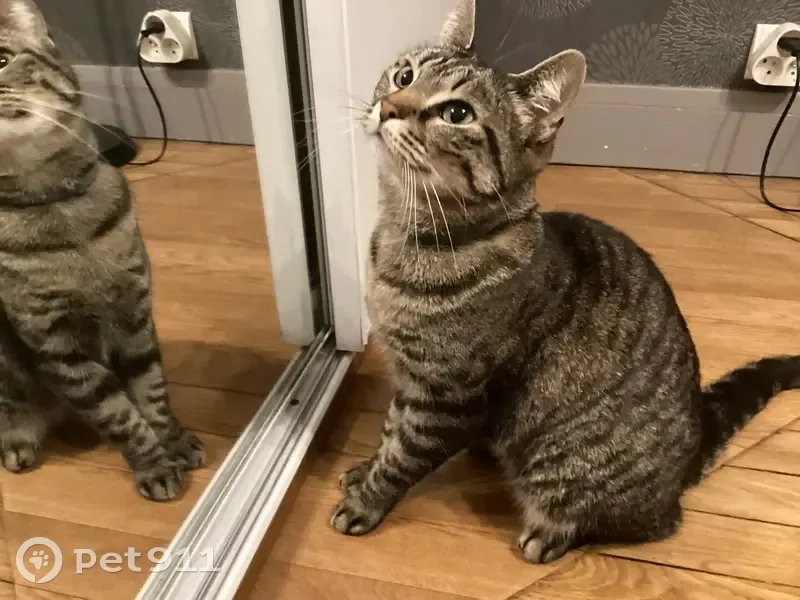Chatte Cookie disparue à Épinay-sur-Seine - photo