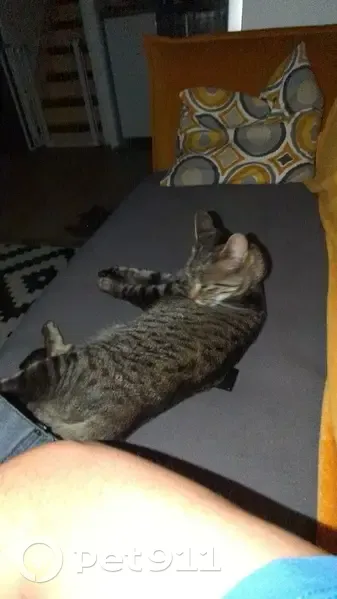 Chatte tigrée disparue à Épinay-sur-Seine - photo