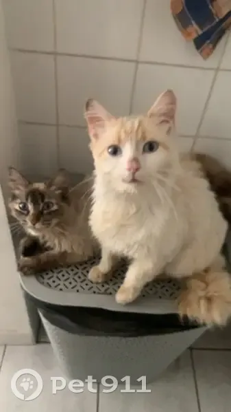 Chat blanc à oreilles rousses perdu à Nantes - photo