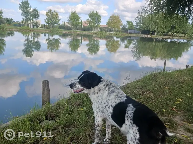 Chien noir et blanc perdu à Couladère - photo