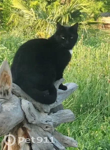 Chat perdu Allée de la Garenne, Baix - photo