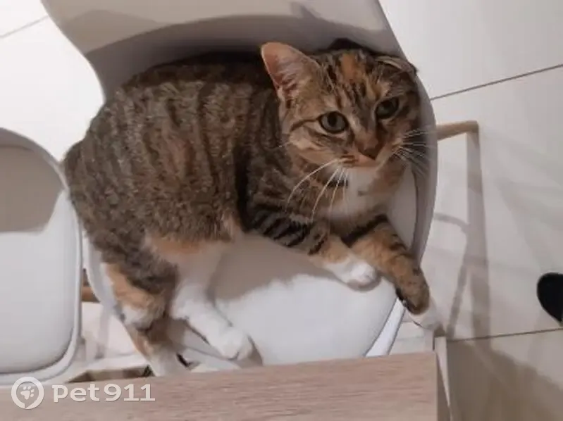 Chatte tigrée Zia disparue à Saint-Georges - photo