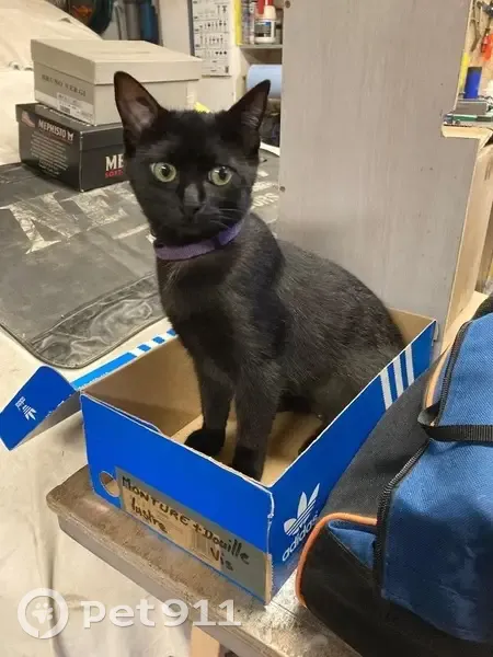 Chat noir disparu à Poitiers sud - photo