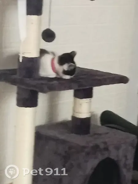 Chat noir et blanc perdu à Saint-Antoine - photo