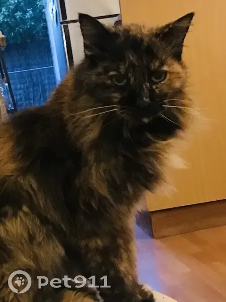 Chat perdu : Calyptus, 17 ans, vue le 19/09 - photo