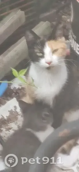 Petite chatte tachetée trouvée à Bressey - photo