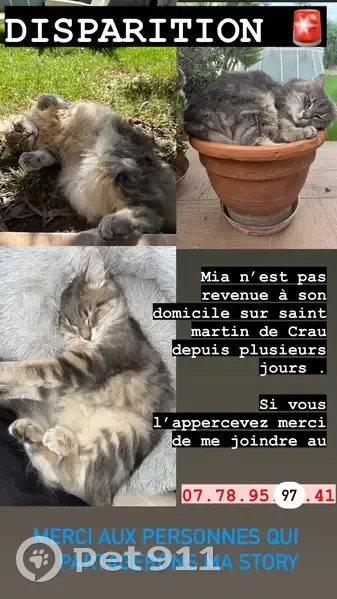 Chat européen gris-crème disparu, 2 ans, St-Martin - photo