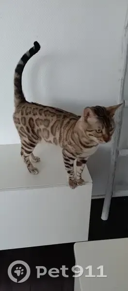 Chat Bengal mâle castré perdu à Quincy - photo