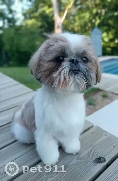 Shih-tzu femelle 3 ans perdue à Redon - photo