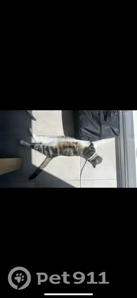 Chat disparu à Guipavas, rue Anita Conti - photo