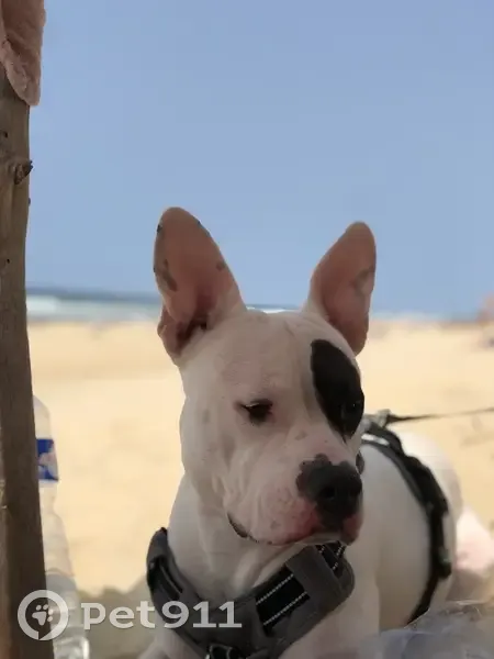 Chien Bully blanc perdu Rue Pierre de Ronsard - photo