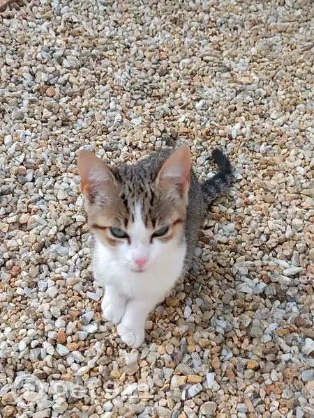 Chat tigré femelle trouvé à Louannec - photo