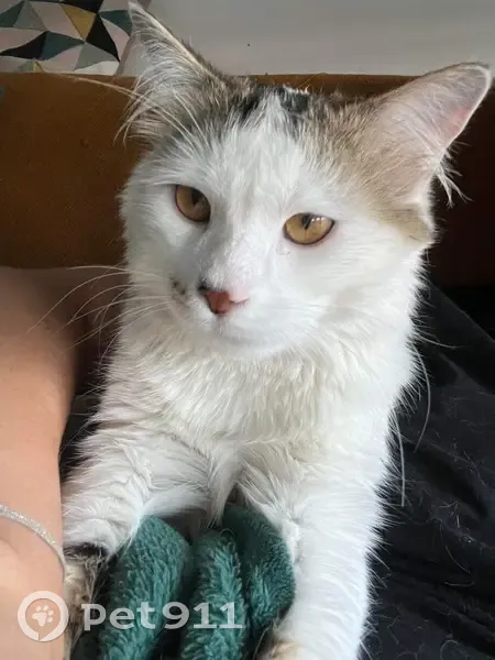 Chat Disparu à Toulon: Aidez-Nous à le Retrouver - photo