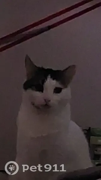 Chatte disparue à Carquefou, aide recherchée - photo